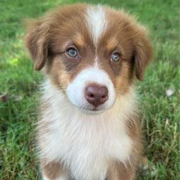 Girl - Red tri-color female Australian Shepherd puppy in Copperhill, Tennessee from Tuff Country Farm