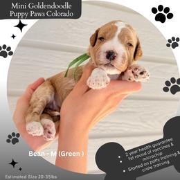 Bean - Apricot male Goldendoodle puppy in Fort Lupton, Colorado from Puppy Paws Colorado