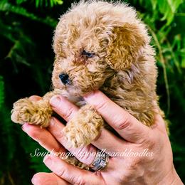 Poodle Puppies from Southern Girls Poodles