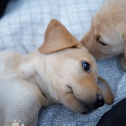 Labrador Retriever Puppies from UC Labradors