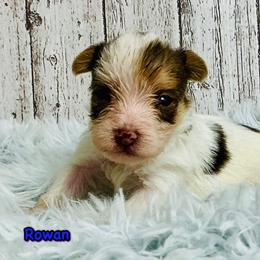 Rowan - Parti male Yorkshire Terrier puppy in Mankato, Minnesota from Tiny and Treasured