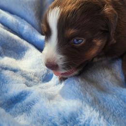 Holly - Red tri female Miniature Australian Shepherd puppy in Lakeland, Florida from Sunshine Mini Aussies