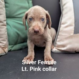 Bella - Silver gray female Weimaraner puppy in Evart, Michigan from Drehbar Weimaraners