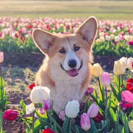 Steele - Pembroke Welsh Corgi