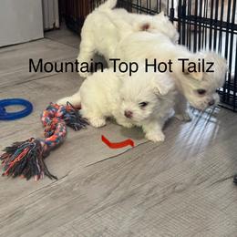 Rugar red - White male Morkie puppy in Taylorsville, North Carolina from Mountain Top Hot Tailz