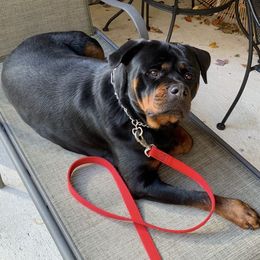 German Shepherds and Rottweilers from Von Alter Meister K9