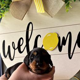 Dahlia - Black and tan female Dachshund puppy in Jacksonville, North Carolina from Lizzie’s Doxies