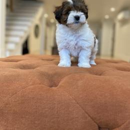 Goldendoodle Puppies from Lady Paws Puppies
