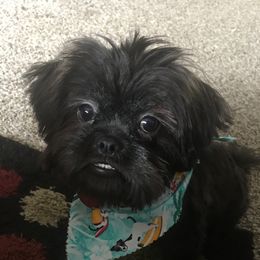 Polo - Shih Tzu