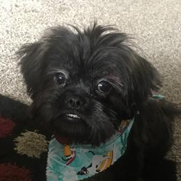 Polo - Shih Tzu