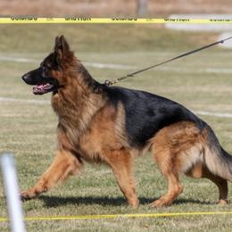 German Shepherd puppies from H German Shepherds