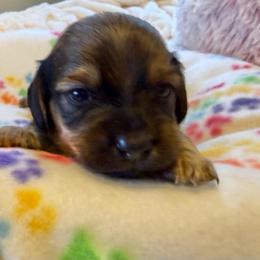 Green Collar Male - Red male Dachshund puppy in Madison, Michigan from Jensen Dobermans and Dachshunds