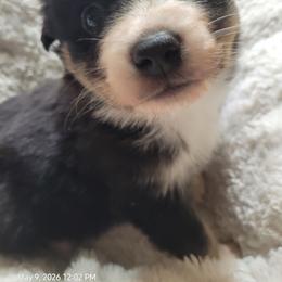 Minnie - Black tri female Miniature Australian Shepherd puppy in Conneaut, Ohio from J&K Mini Aussies and Golden Retrievers