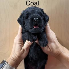 Coal - Black male Whoodle puppy in Pima, Arizona from Schmidt's K9s