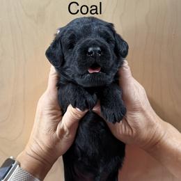 Coal - Black male Whoodle puppy in Pima, Arizona from Schmidt's K9s