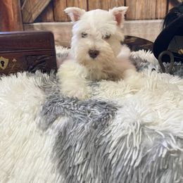 Miniature Schnauzer Puppies from Nana Rees Pups