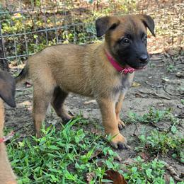 Pink - Fawn sable female Belgian Malinois puppy in Baytown, Texas from De Linus Malinois