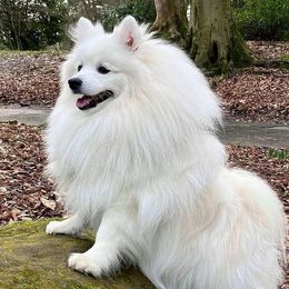 Shiro - Japanese Spitz