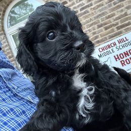 Cavapoo and Shihpoo Puppies from Haus of Doodles