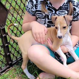Boy 3 - Red male Italian Greyhound puppy in Monticello, Florida from Lebeck Acres