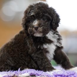 Jaqueline - Brown female Lagotto Romagnolo puppy in Seymour, Missouri from Terra Incognita