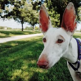 Ibizan Hound All Grown Up from Compelling Canines