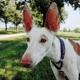 Ibizan Hound All Grown Up from Compelling Canines