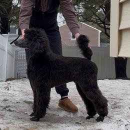 Girl 1 - Blue female Poodle puppy in Walpole, Massachusetts from Beyond the Standard