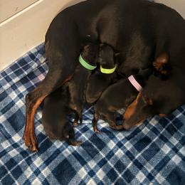 Lime green - Black and tan male Manchester Terrier puppy in East Oakdale, California from Tango Kennels