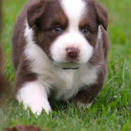 Scout  red tri with big blaze - Red tri-color male Australian Shepherd puppy in Cookeville, Tennessee from Spring Creek Aussies