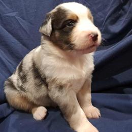 Australian Shepherd puppies from Persimmon Creek Farm