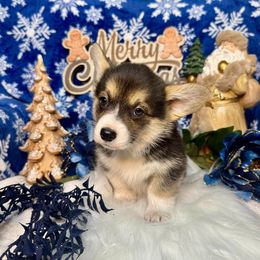 BLACK Girl - Black and tan female Pembroke Welsh Corgi puppy in Acampo, California from Rees Corgis