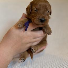 Girl 3 - Red female Australian Labradoodle puppy in Waco, Texas from RainPuddle's Labradoodles