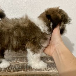American Bully and Shih Tzu Puppies from HighLines Trusted Guardians & Companions