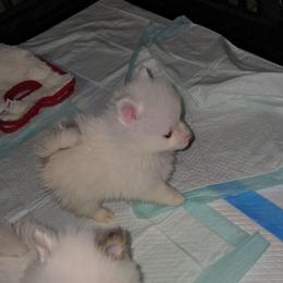 Boy 2 - Blue parti male Pomeranian puppy in Angleton, Texas from Pomeranian Palace, LLC