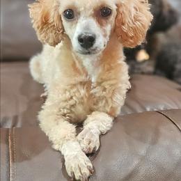 Rogue - Poodle