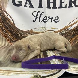 Girl 5 - Isabella female German Shepherd puppy in Pelham, North Carolina from P & P Shepherds