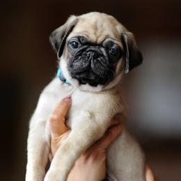 Boy 2 - male Pug puppy in Spokane, Washington from Sweet Mercy Farm