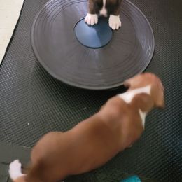 Boxer Puppies from Jewel Ridge
