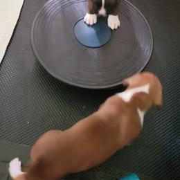 Boxer Puppies from Jewel Ridge