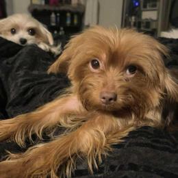 Coco - Yorkshire Terrier