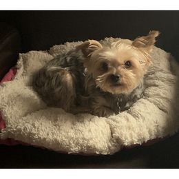 Bella - Yorkshire Terrier