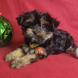 Boy 1 - male Yorkshire Terrier puppy in Fairhope, Alabama from Puppy Sugars Kennels