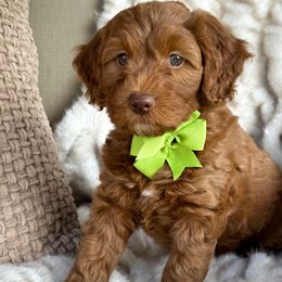 Salem - Red  female Goldendoodle puppy in Florence, South Carolina from Candy Doodles