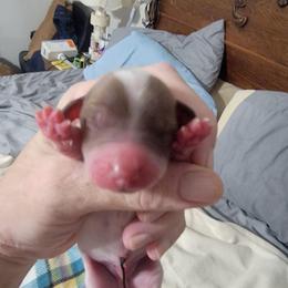 Boy 2 - Piebald male Dachshund puppy in Paradise, Texas from C and J Minis