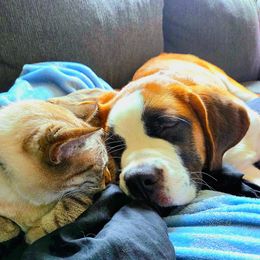 Companion Cross and Saint Bernard Puppies from Coleman Saint Bernards of Ohio