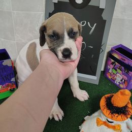 Iridessa - Fawn female Great Dane puppy in Marshall, Michigan from Dream K9