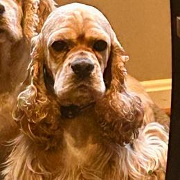 Gunner - Cocker Spaniel