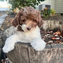 Puppy 1 - Chocolate male Australian Labradoodle puppy in Yamhill, Oregon from FitzGerald Kennels
