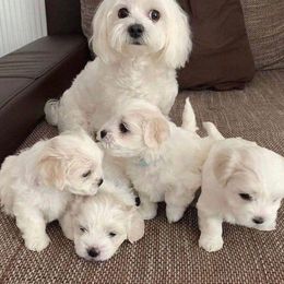 Maltese from James' Maltese Puppies